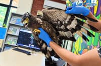 Crested Serpent Eagle rescued in Puerto Princesa City