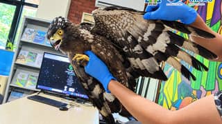 Crested Serpent Eagle rescued in Puerto Princesa City