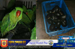 Four arrested, 33 animals rescued in alleged wildlife trade bust in Palawan