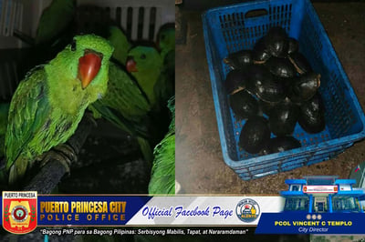 Four arrested, 33 animals rescued in alleged wildlife trade bust in Palawan
