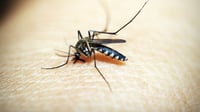 Aurora dengue cases surge at 2,299