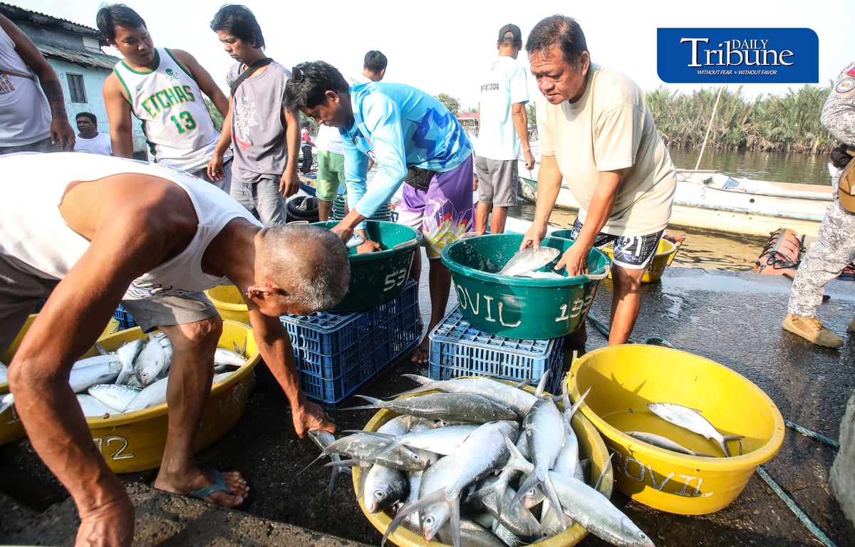 FRESH CATCH FROM HAGONOY
Fisherfolk unload freshly harvested milkfish from Hagonoy fish ponds at Panasahan Fish Port in Malolos, Bulacan, on Tuesday morning, 29 September 2026, before the catch is transported to local markets. | Analy Labor
