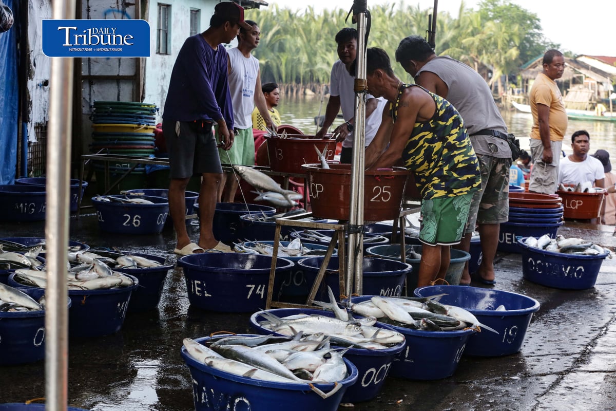 FRESH CATCH FROM HAGONOY
Fisherfolk unload freshly harvested milkfish from Hagonoy fish ponds at Panasahan Fish Port in Malolos, Bulacan, on Tuesday morning, 29 September 2026, before the catch is transported to local markets. | Analy Labor