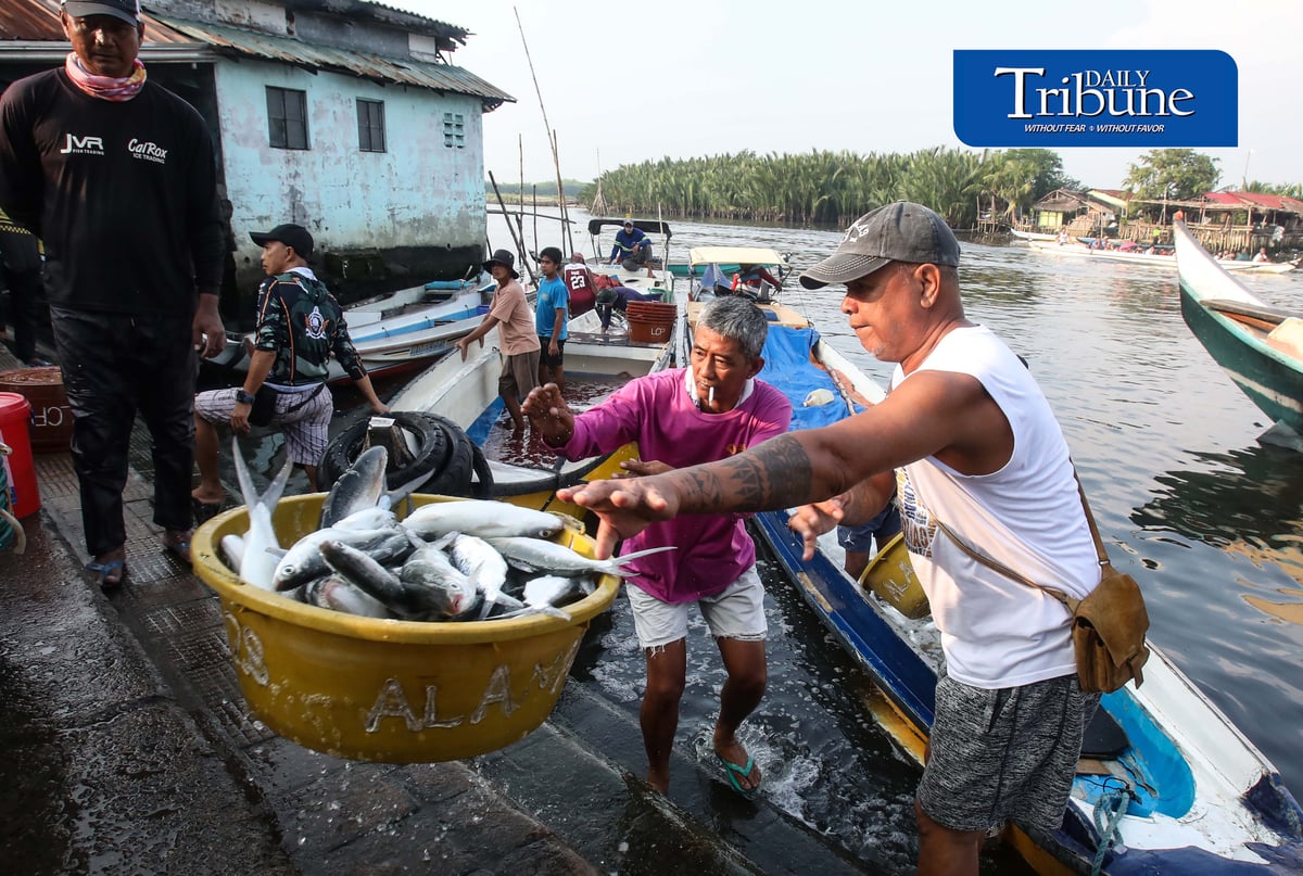 FRESH CATCH FROM HAGONOY
Fisherfolk unload freshly harvested milkfish from Hagonoy fish ponds at Panasahan Fish Port in Malolos, Bulacan, on Tuesday morning, 29 September 2026, before the catch is transported to local markets. | Analy Labor