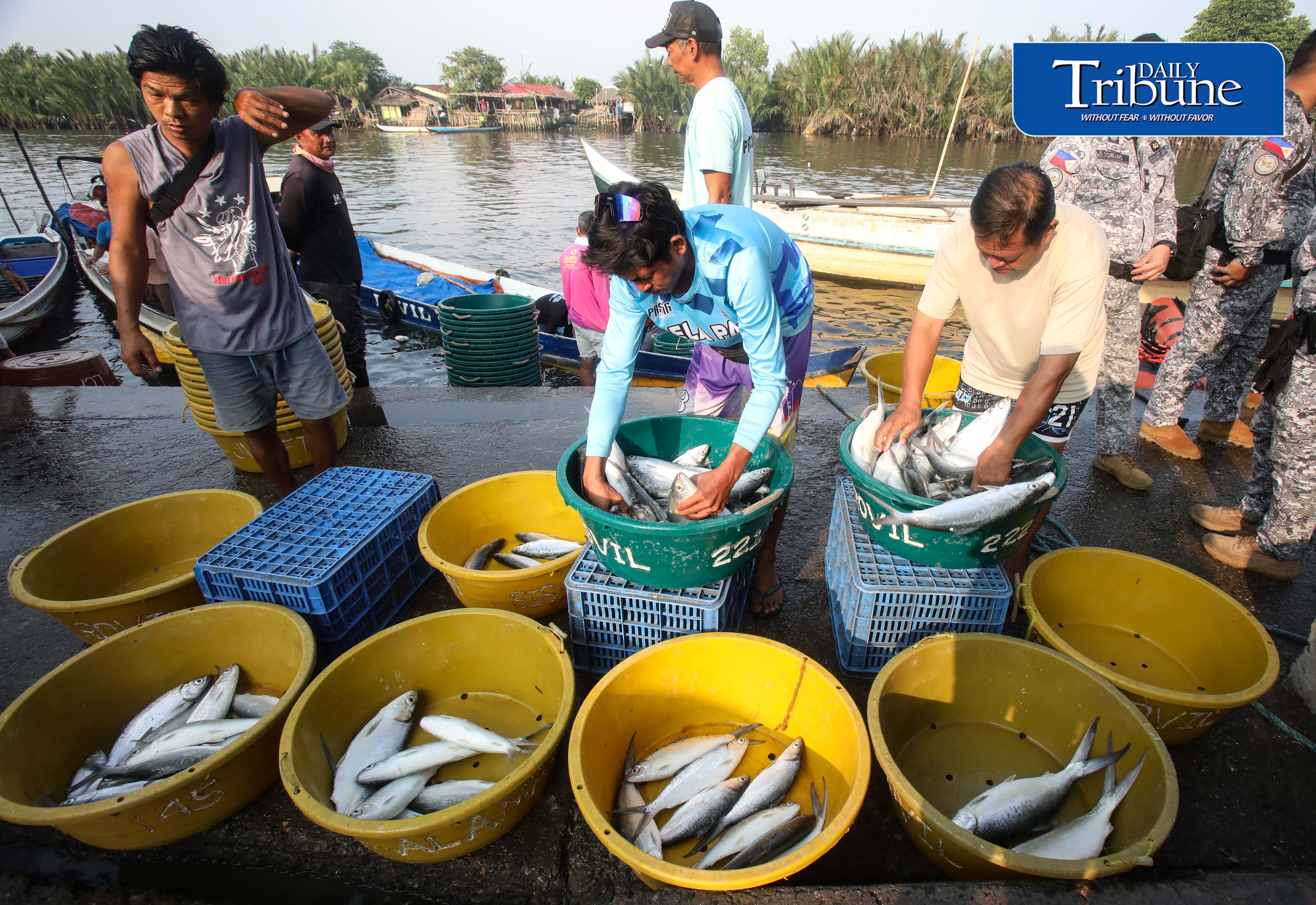 Fresh milkfish 