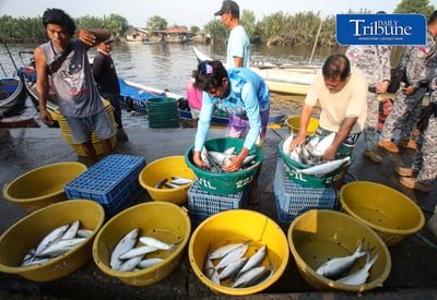 Fresh milkfish 