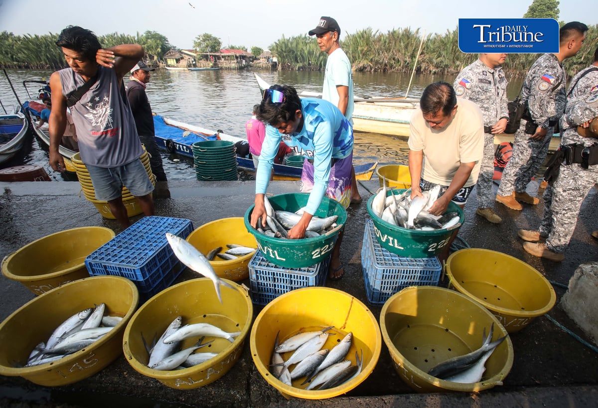 FRESH CATCH FROM HAGONOY
Fisherfolk unload freshly harvested milkfish from Hagonoy fish ponds at Panasahan Fish Port in Malolos, Bulacan, on Tuesday morning, 29 September 2026, before the catch is transported to local markets. | Analy Labor