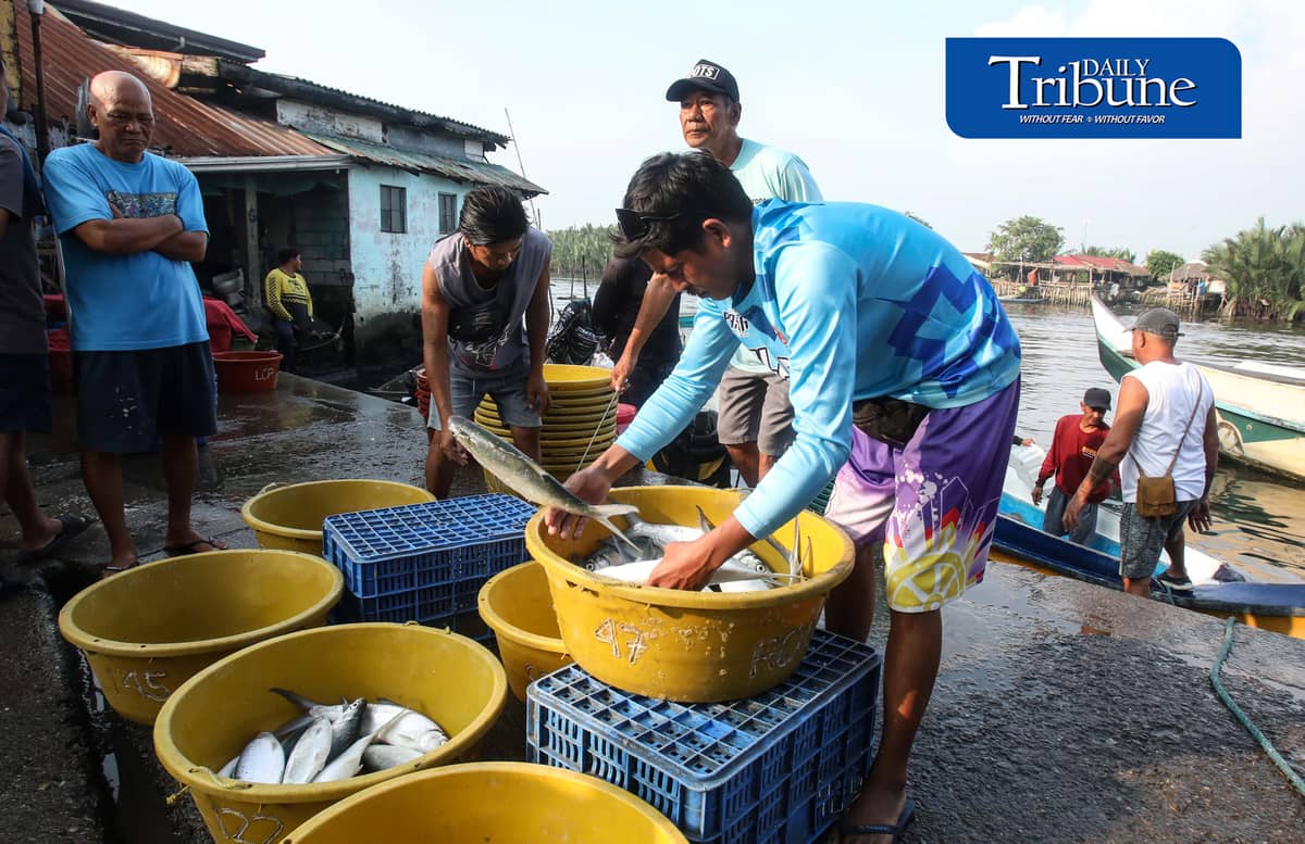 FRESH CATCH FROM HAGONOY
Fisherfolk unload freshly harvested milkfish from Hagonoy fish ponds at Panasahan Fish Port in Malolos, Bulacan, on Tuesday morning, 29 September 2026, before the catch is transported to local markets. | Analy Labor