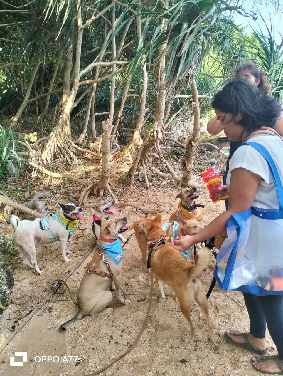 A marathon of TNVR Dreams: 42 kilometers for animal welfare