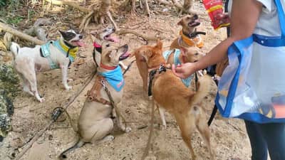 THE Aspin and Puspin beneficiaries of the Trap-Neuter-Vaccinate-Return (TNVR) fund-raiser of P100,000 that Salas hopes to raise.