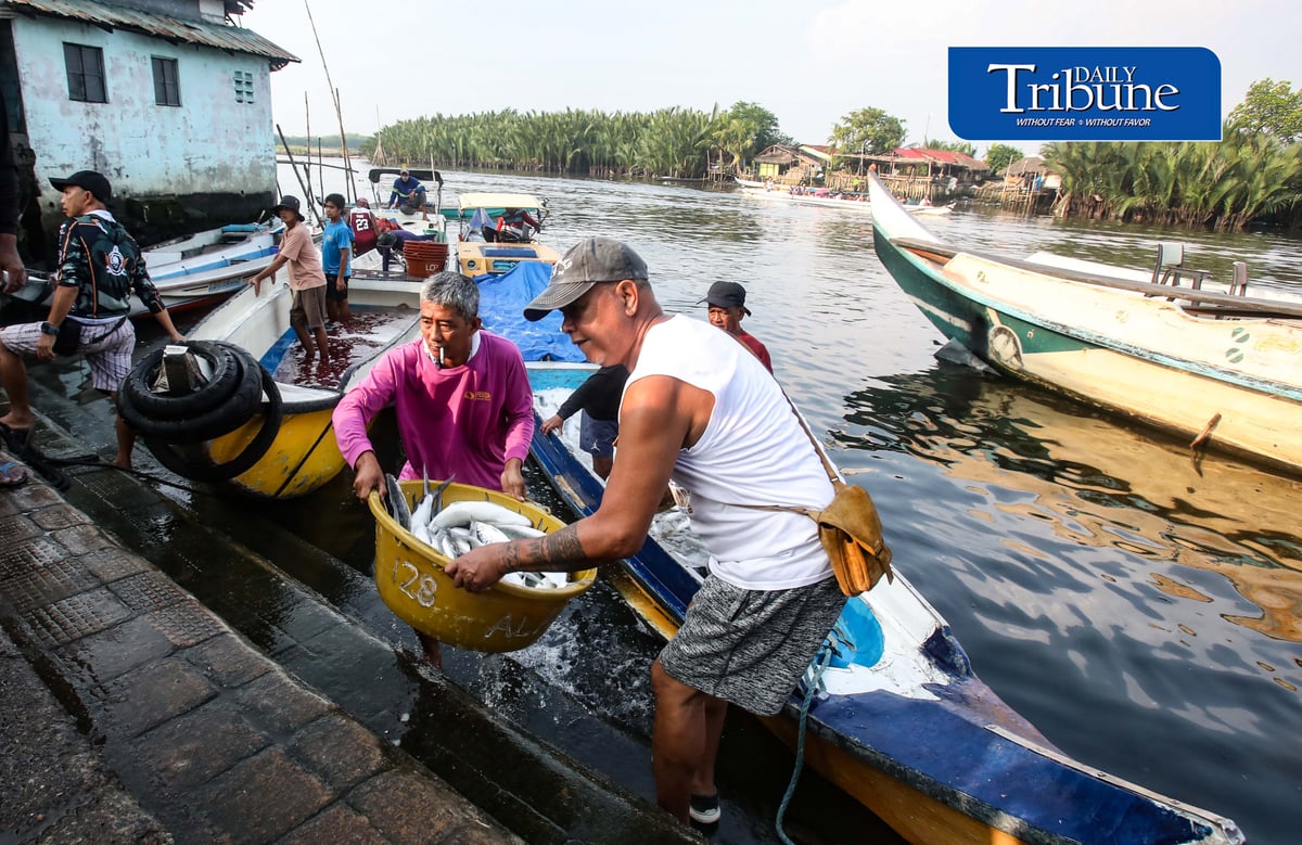 FRESH CATCH FROM HAGONOY
Fisherfolk unload freshly harvested milkfish from Hagonoy fish ponds at Panasahan Fish Port in Malolos, Bulacan, on Tuesday morning, 29 September 2026, before the catch is transported to local markets. | Analy Labor