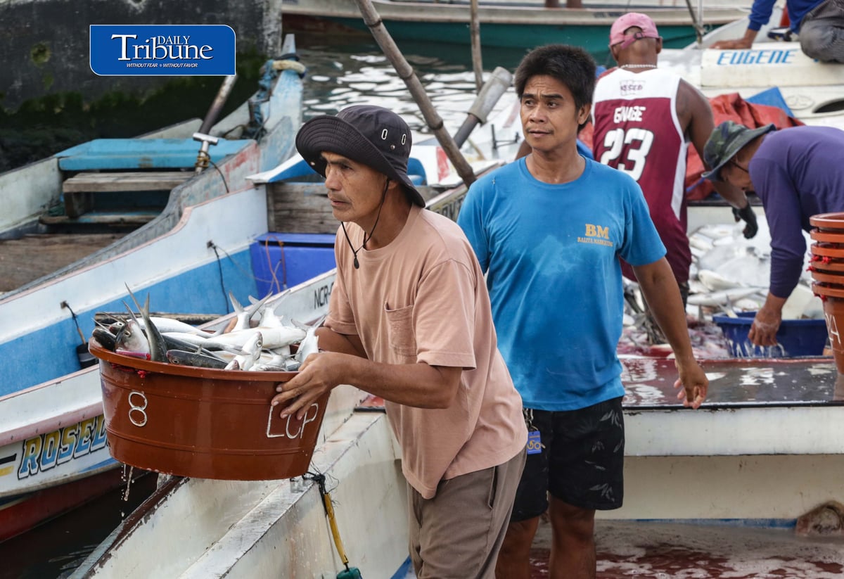 FRESH CATCH FROM HAGONOY
Fisherfolk unload freshly harvested milkfish from Hagonoy fish ponds at Panasahan Fish Port in Malolos, Bulacan, on Tuesday morning, 29 September 2026, before the catch is transported to local markets. | Analy Labor