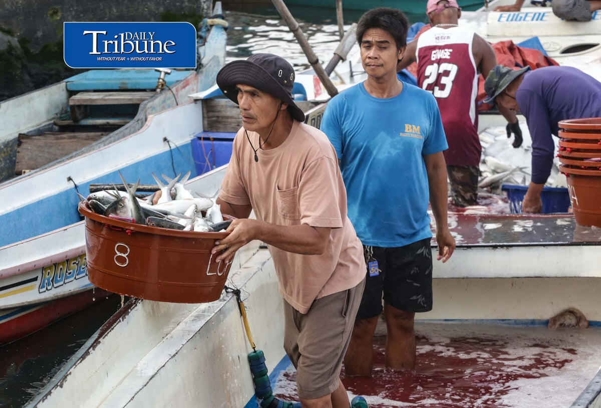 FRESH CATCH FROM HAGONOY
Fisherfolk unload freshly harvested milkfish from Hagonoy fish ponds at Panasahan Fish Port in Malolos, Bulacan, on Tuesday morning, 29 September 2026, before the catch is transported to local markets. | Analy Labor
