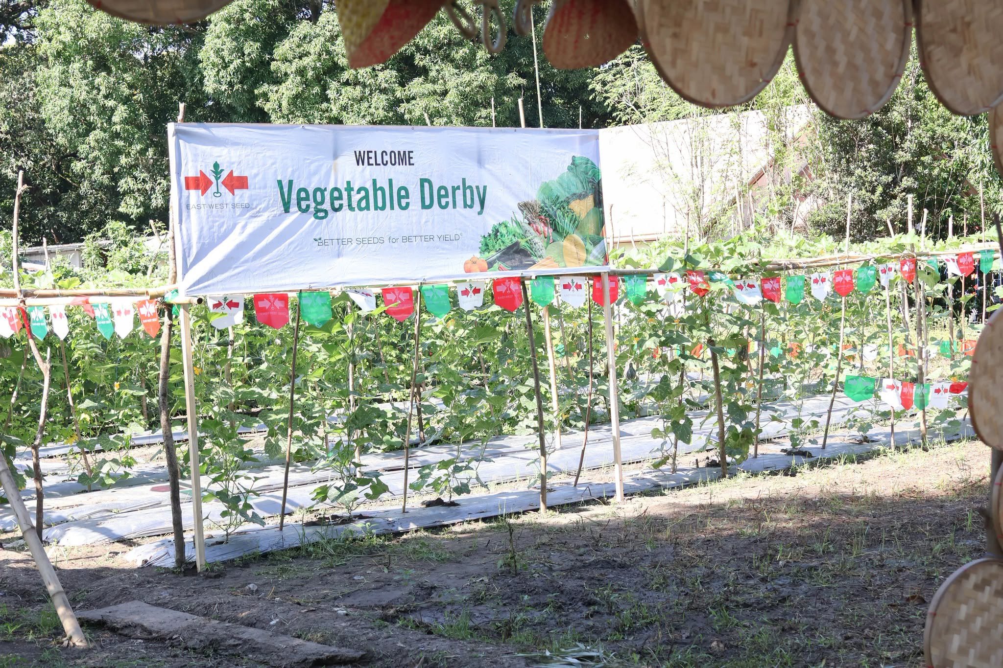 Laoag tests off-season vegetable varieties to boost supply