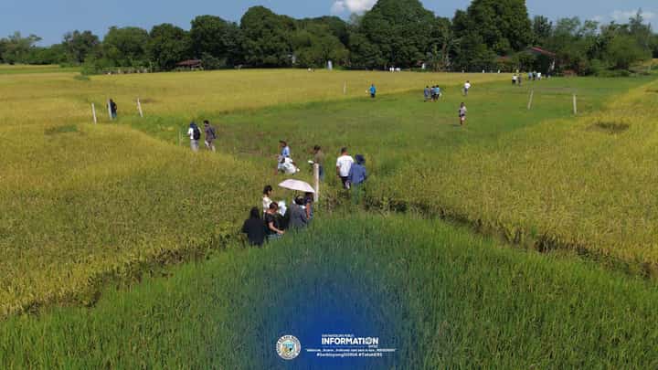 On-Farm Tech Demo, Farmer’s Field Day held in Zambales