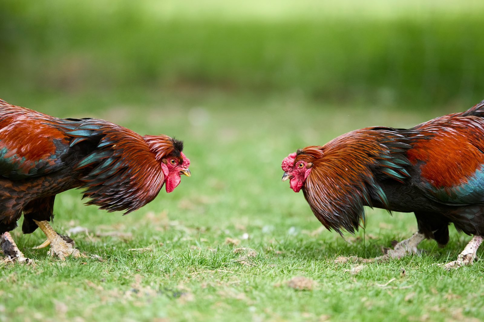 Chickens cause diplomatic incident