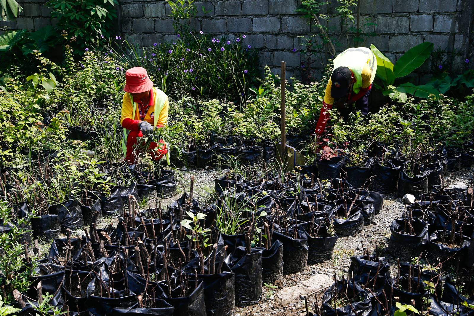 Nelson Dela Umbrea and Remedios Ablola remove weeds at the Metropolitan Manila Development Authority (MMDA) plant nursery in Navotas City on 02 October 2026. The nursery-grown flowers are used to beautify parks and center islands across Metro Manila.