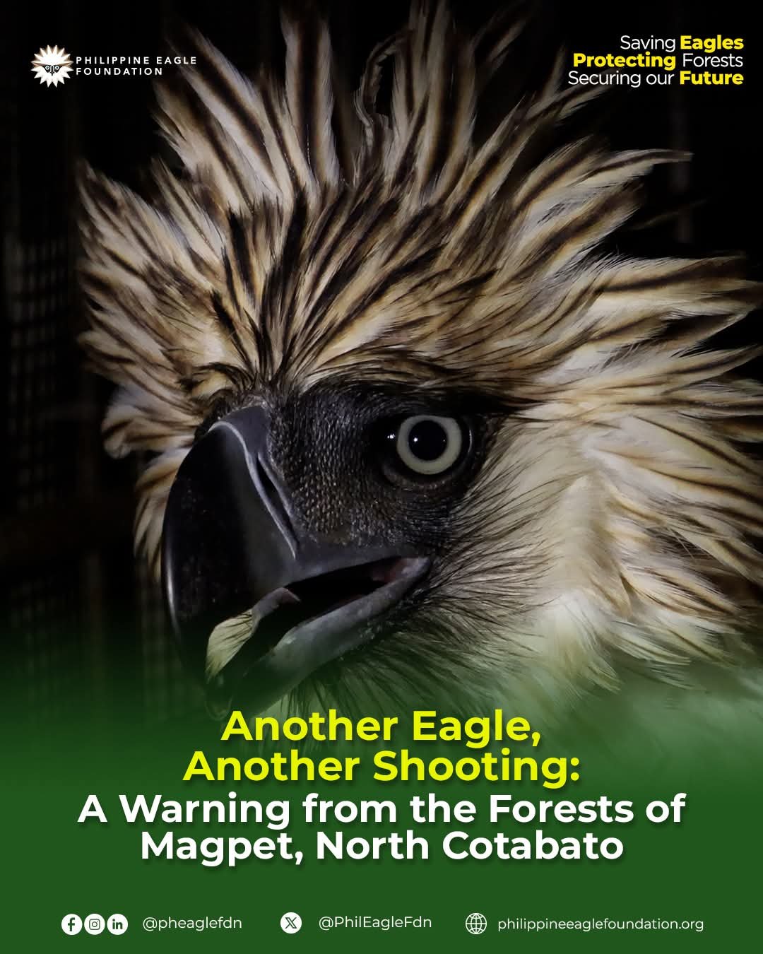 Philippine Eagle rescued in Magpet, North Cotabato 