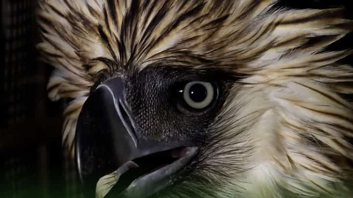 Philippine Eagle rescued in Magpet, North Cotabato