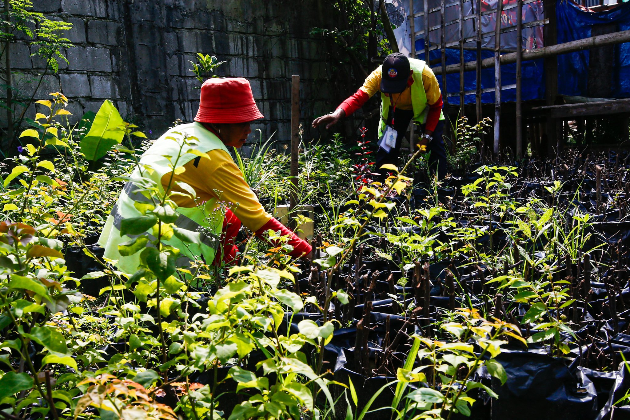 MMDA Nursery