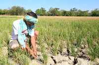Sablayan shifts crops amid water supply threat