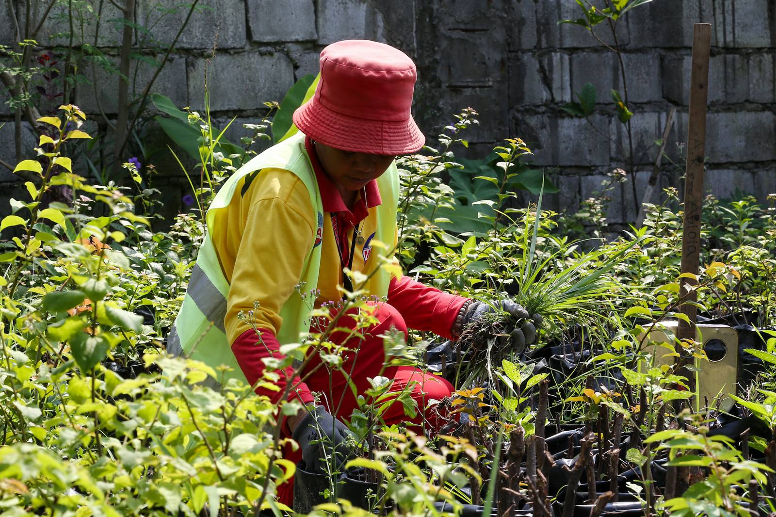 Nelson Dela Umbrea and Remedios Ablola remove weeds at the Metropolitan Manila Development Authority (MMDA) plant nursery in Navotas City on 02 October 2026. The nursery-grown flowers are used to beautify parks and center islands across Metro Manila.