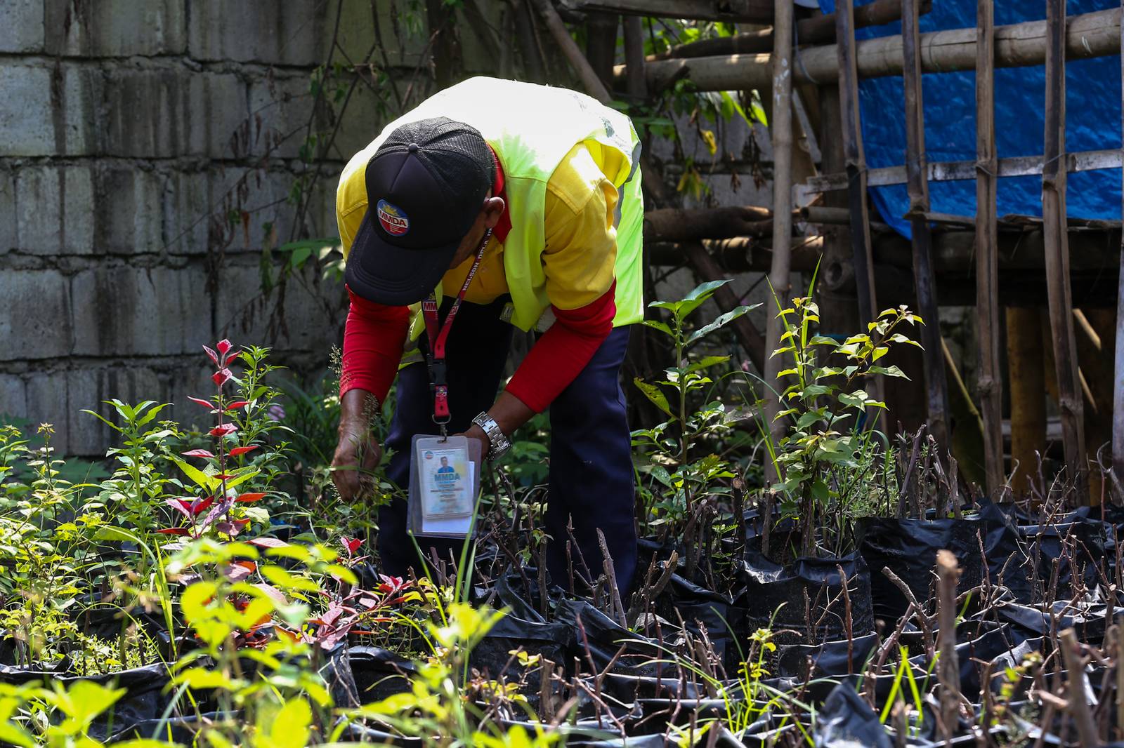 Nelson Dela Umbrea and Remedios Ablola remove weeds at the Metropolitan Manila Development Authority (MMDA) plant nursery in Navotas City on 02 October 2026. The nursery-grown flowers are used to beautify parks and center islands across Metro Manila.