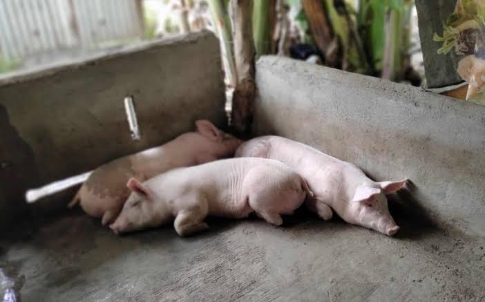 Hog raisers seek immediate pork tariff hike as losses mount