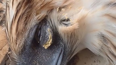 Ailing Philippine Eagle found dead in Misamis Oriental