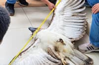 THE Department of Environment and Natural Resources Region X is investigating the death of a mature Philippine eagle found near an electrical post in Sitio Panghaon, Barangay Guinalaban, Salay, Misamis Oriental.