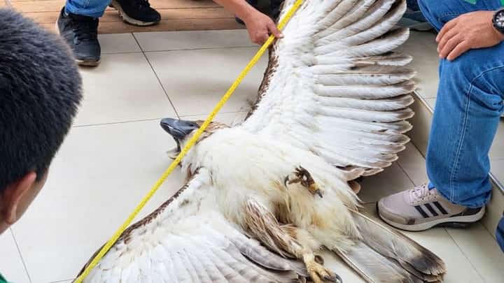 Two young Philippine Eagles die of electrocution