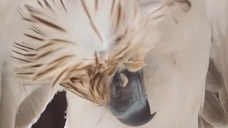 Electrocution eyed in death of Philippine Eagle in Misamis Oriental