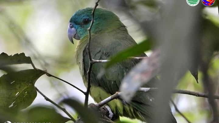 Six Mindanao racket-tails released in Cotabato