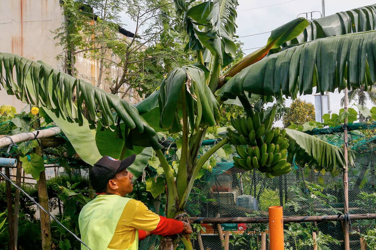 BANANAS grow from the fruit and vegetable garden of the Metropolitan Manila Development Authority plant nursery in Navotas City on 2 October 2026. MMDA personnel, like Nelson dela Umbrea, take care of the garden where flowers deployed in center islands across the metropolis are also grown.