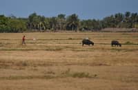 FARMER in Central Luzon now feels the effects of Super El Niño, as grasses in the farmland being fed to his water buffalo are now drying due to intense heat.