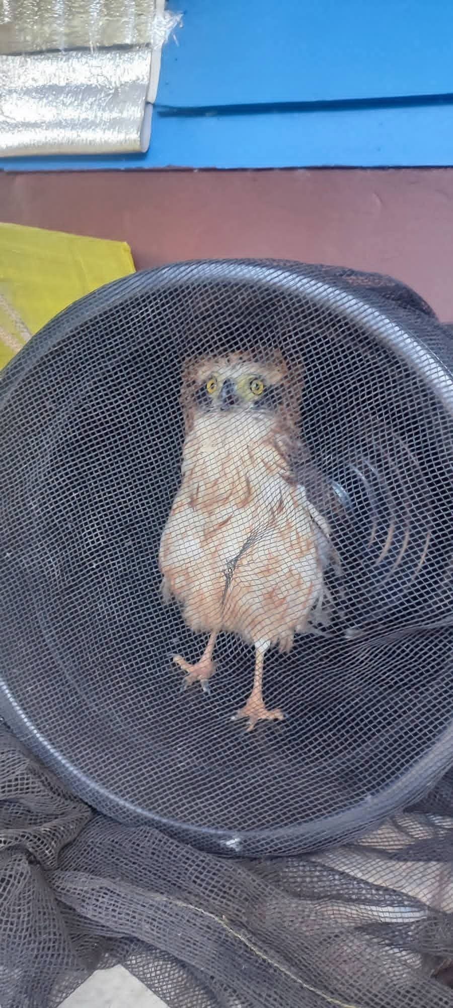 Young eagle rescued in Baguio