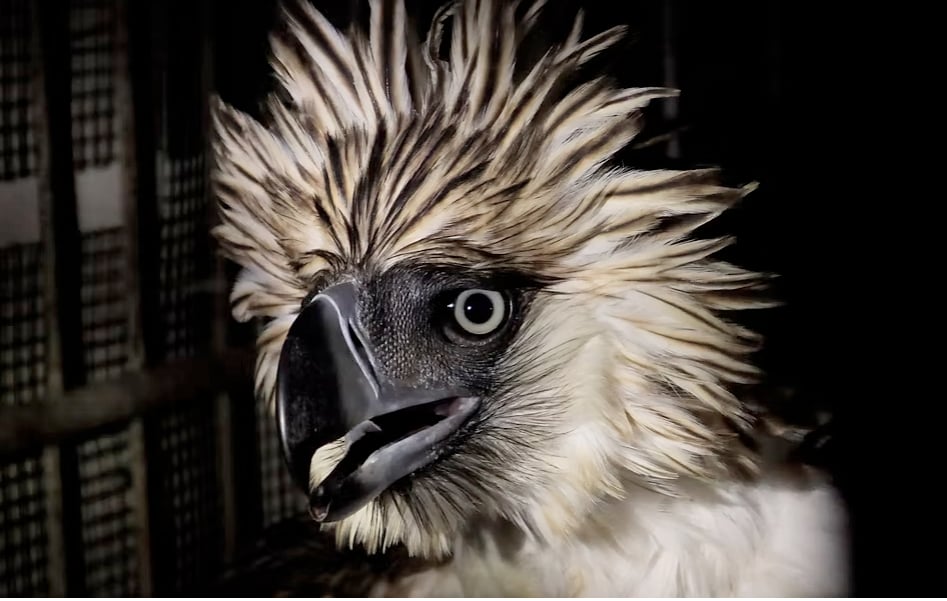Shot Philippine Eagle rescued, recovering 