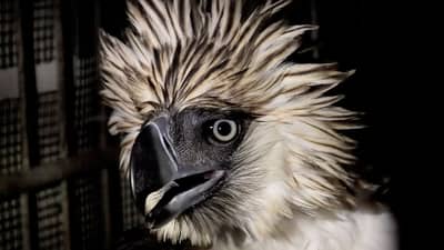 THE bird will continue its recovery inside the foundation’s facility before it is returned to the wild.