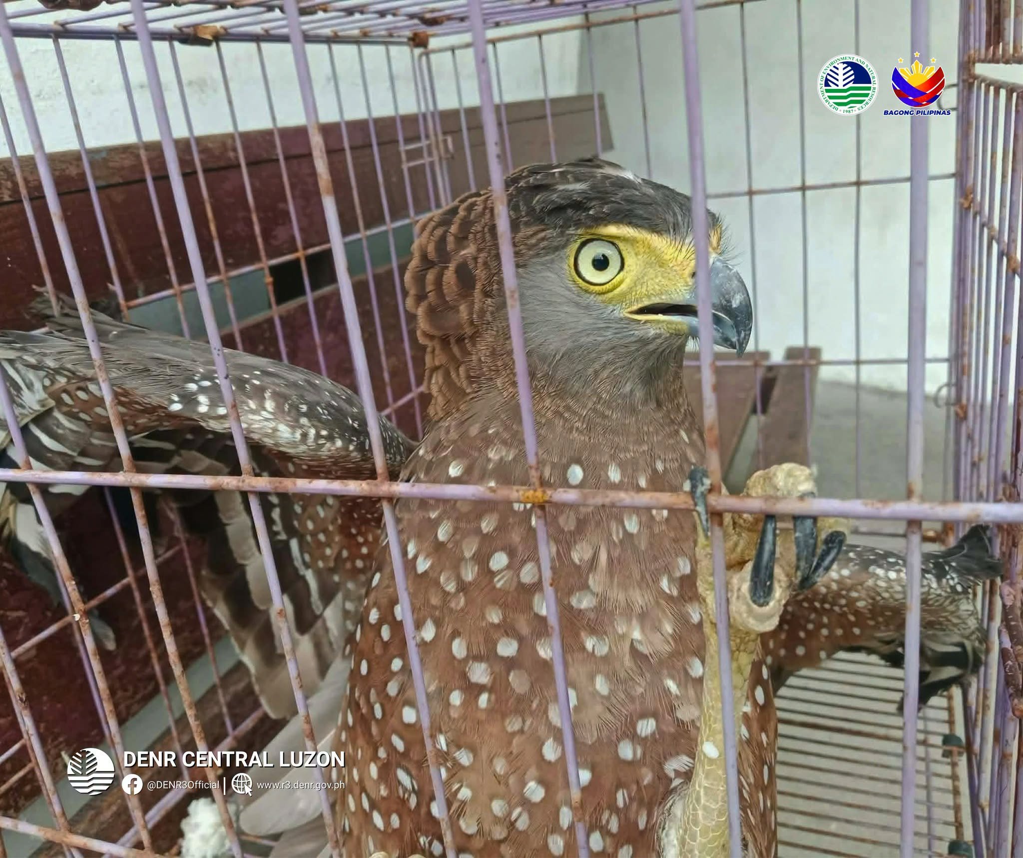 Philippine serpent eagle rescued in Subic