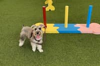 PARK in the city Dog park in Ayala Center.