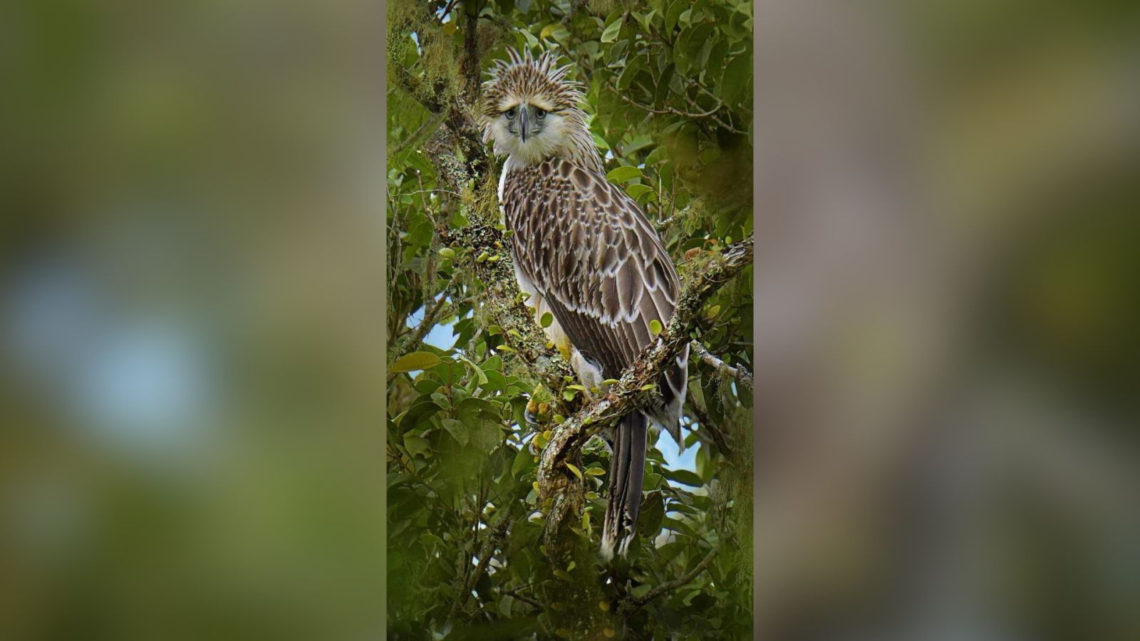 PEF sounds alarm over Philippine Eagle shootings