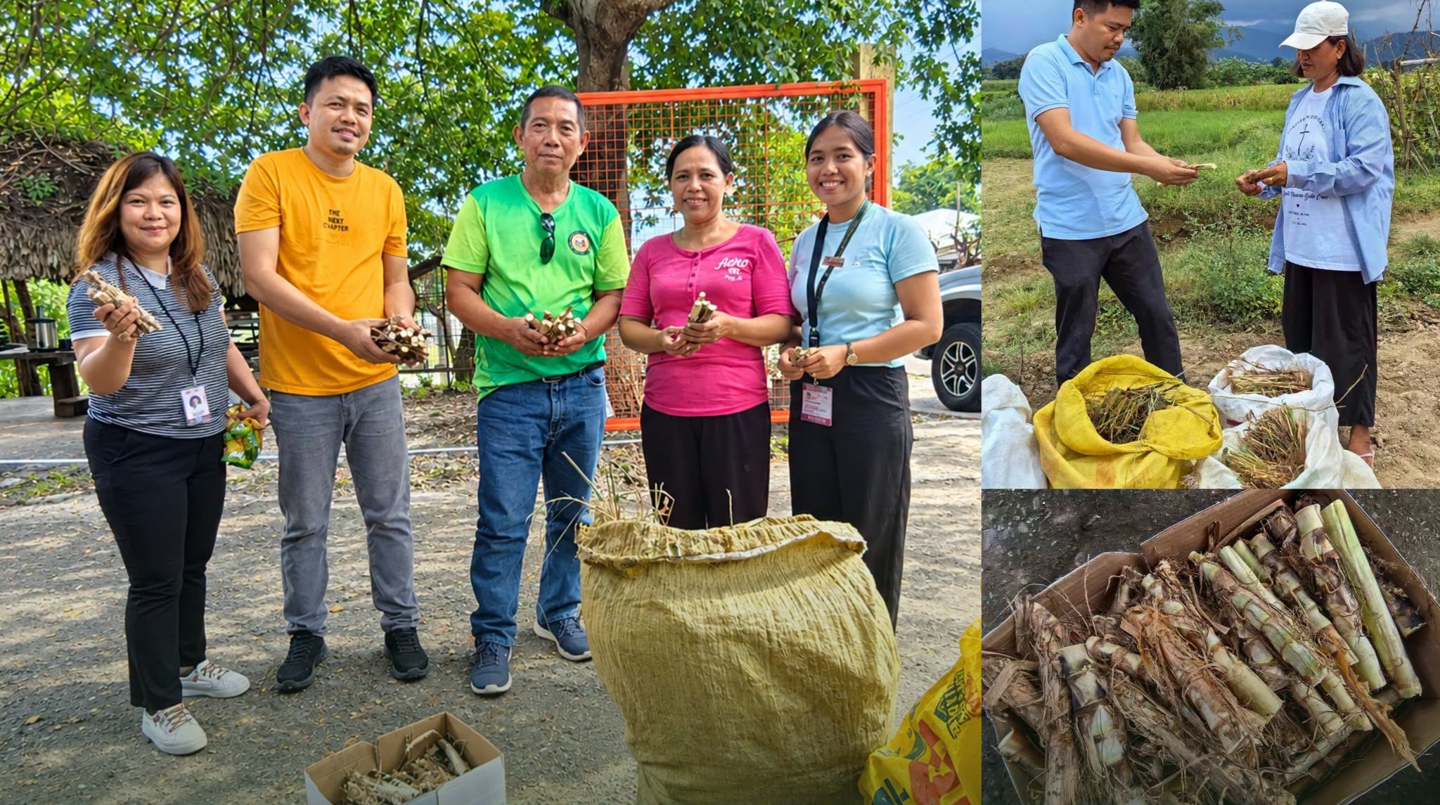 MMSU distributes forage planting materials to cattle, goat raisers