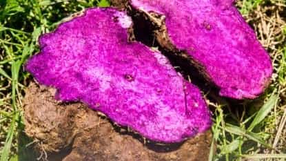 Purple reign: Philippines seeks to keep grip on ube throne
