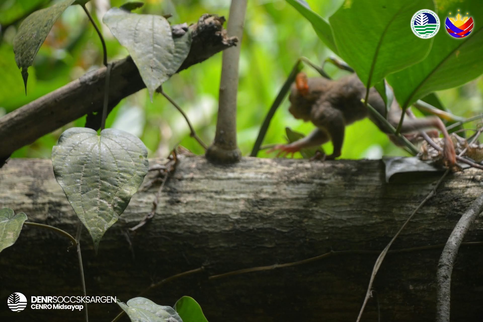Farmer rescues, surrenders tarsier in Cotabato