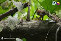 San punta mo Tarseeto? A Philippine tarsier returns to its natural habitat on 4 October 2026 after a local farmer rescued the animal at a farm at Barangay Tomado, Aleosan, Cotabato on 3 October.