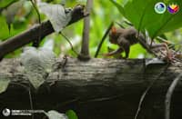 San punta mo Tarseeto? A Philippine tarsier returns to its natural habitat on 4 October 2026 after a local farmer rescued the animal at a farm at Barangay Tomado, Aleosan, Cotabato on 3 October.