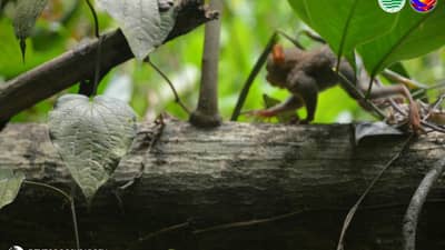 San punta mo Tarseeto? A Philippine tarsier returns to its natural habitat on 4 October 2026 after a local farmer rescued the animal at a farm at Barangay Tomado, Aleosan, Cotabato on 3 October.