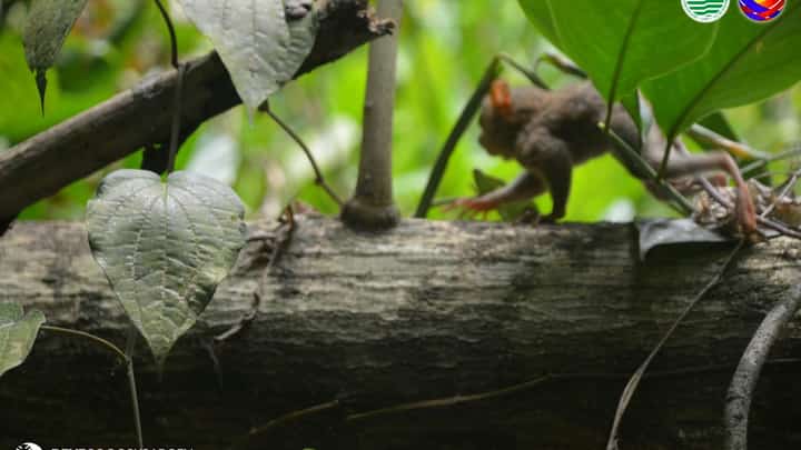 San punta mo Tarseeto? A Philippine tarsier returns to its natural habitat on 4 October 2026 after a local farmer rescued the animal at a farm at Barangay Tomado, Aleosan, Cotabato on 3 October.