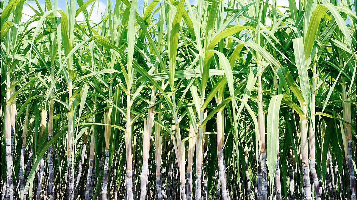 Pest infestation threatens Iloilo sugarcane crops