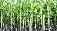 Pest infestation threatens Iloilo sugarcane crops